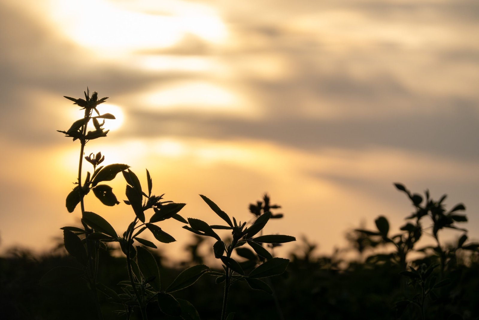 Sonnenuntergang über der Natur am Ashram Gurudham – ruhige Abendstimmung beim Wohnen im Ashram