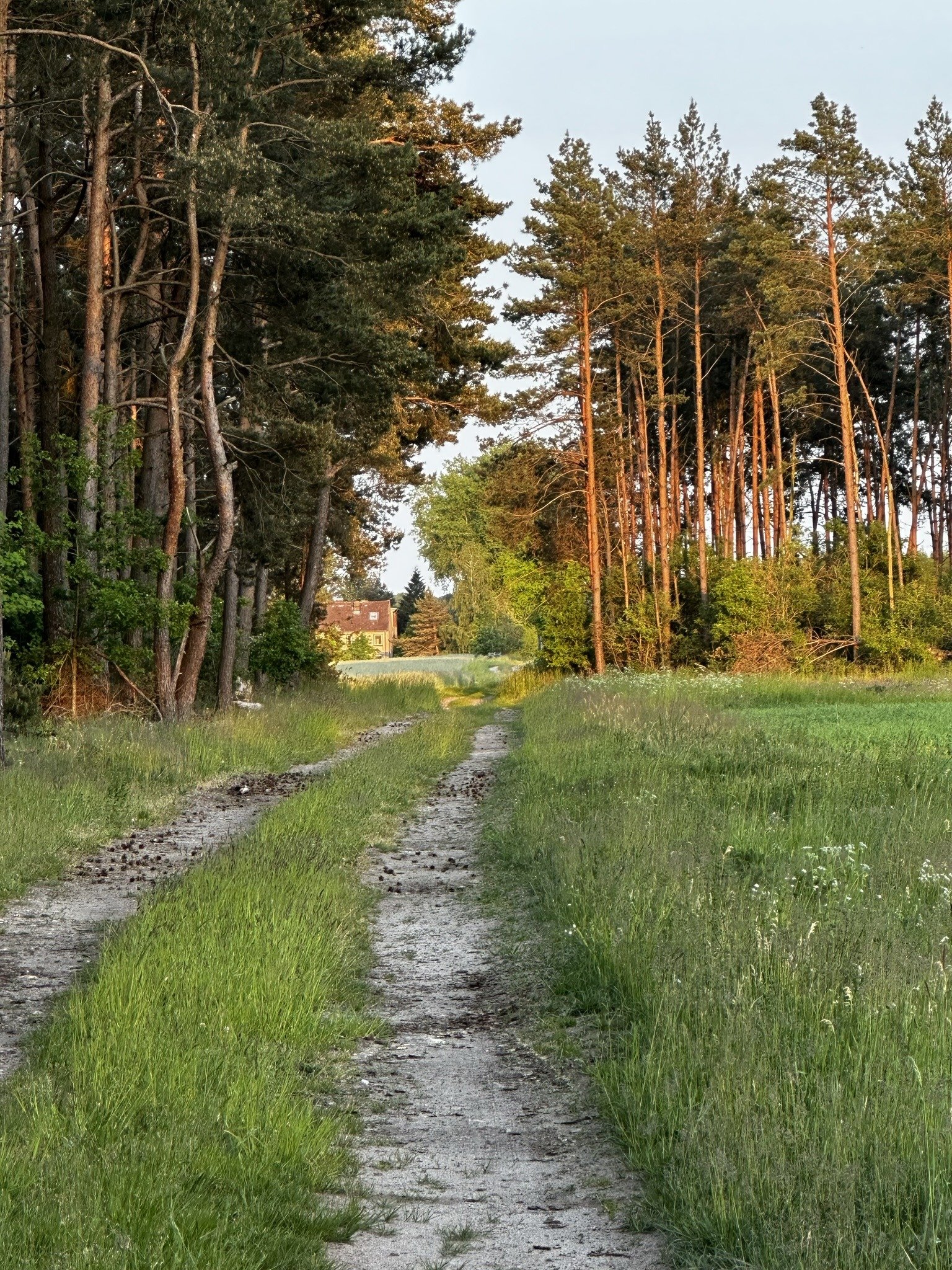 Waldweg durch Wiesen und Kiefernwald mit Blick Richtung Ashram Gurudham – Wohnen im Ashram in ruhiger Natur